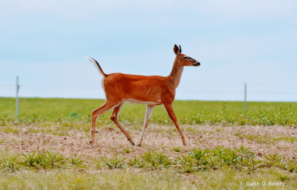Female leaving her Fawn