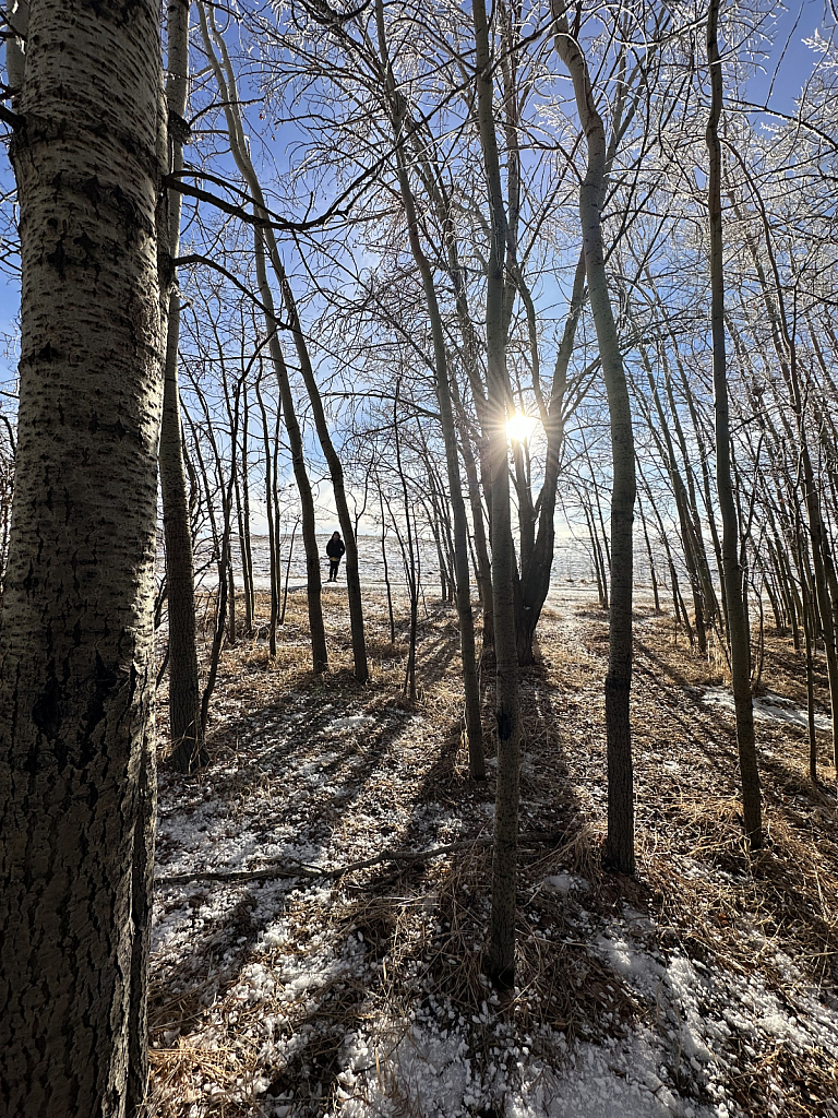 Winter forest