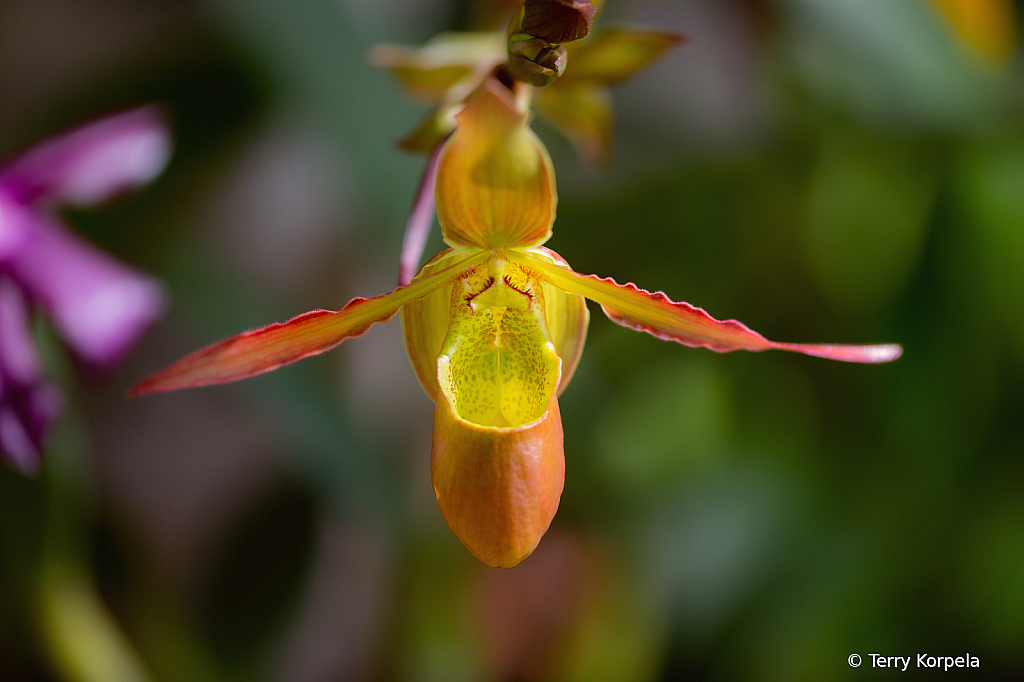 State Botanical Garden in Georgia - ID: 16041417 © Terry Korpela