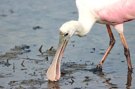 Spoonbill with a Catch