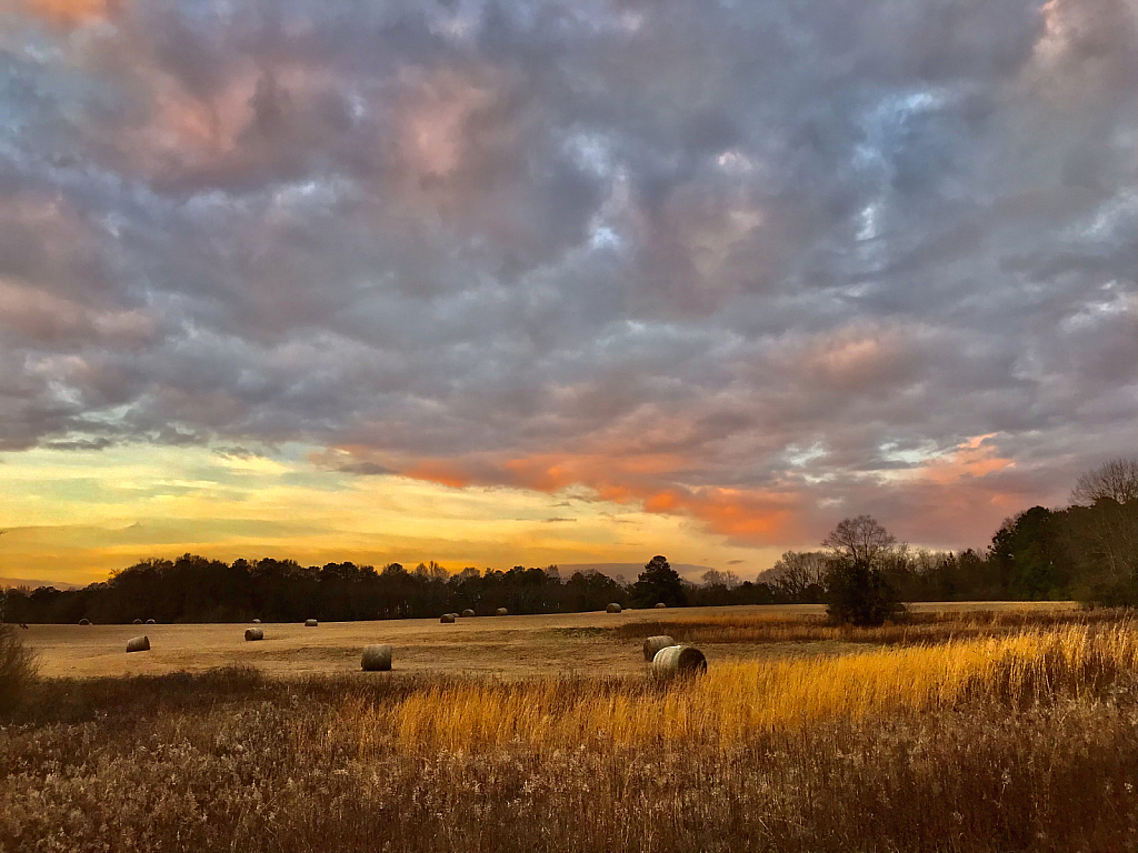 Golden grass and  illuminated clouds at sunset
