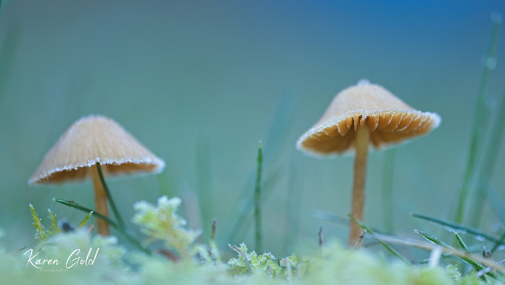 Frosted Mushrooms