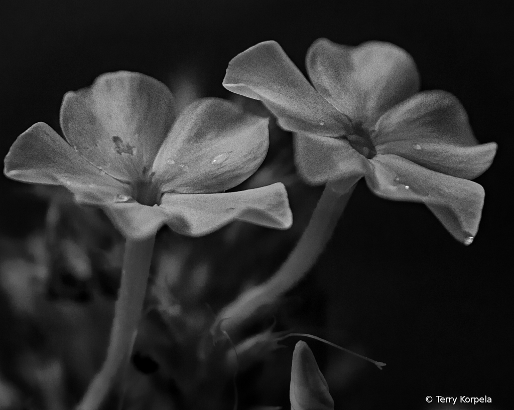 Infrared Flowers B&W - ID: 16041598 © Terry Korpela