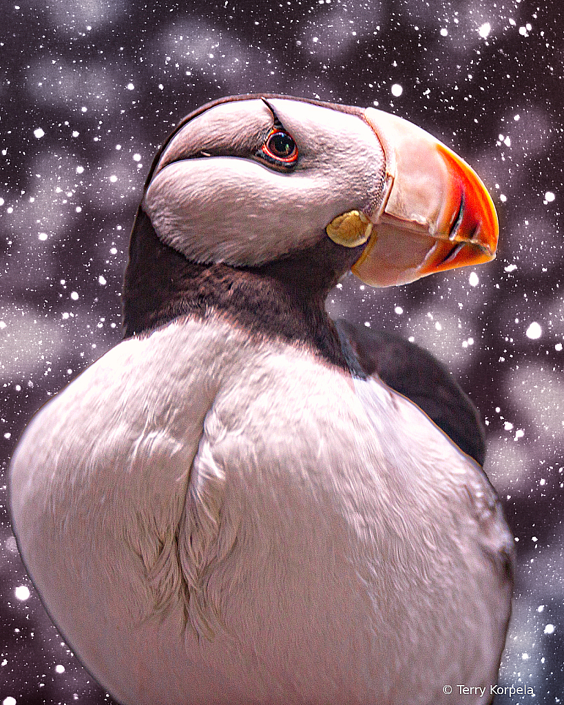 Puffin