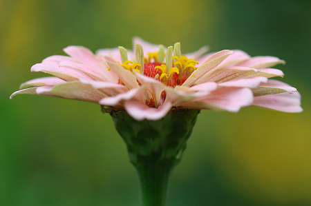 Zinnia 2