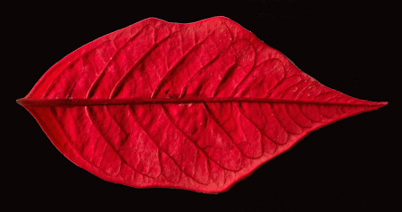 Poinsettia petal