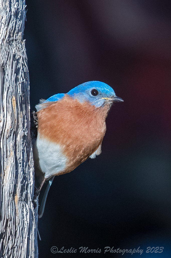 Eastern Bluebird - ID: 16041617 © Leslie J. Morris