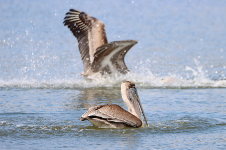 Pelicans Fishing