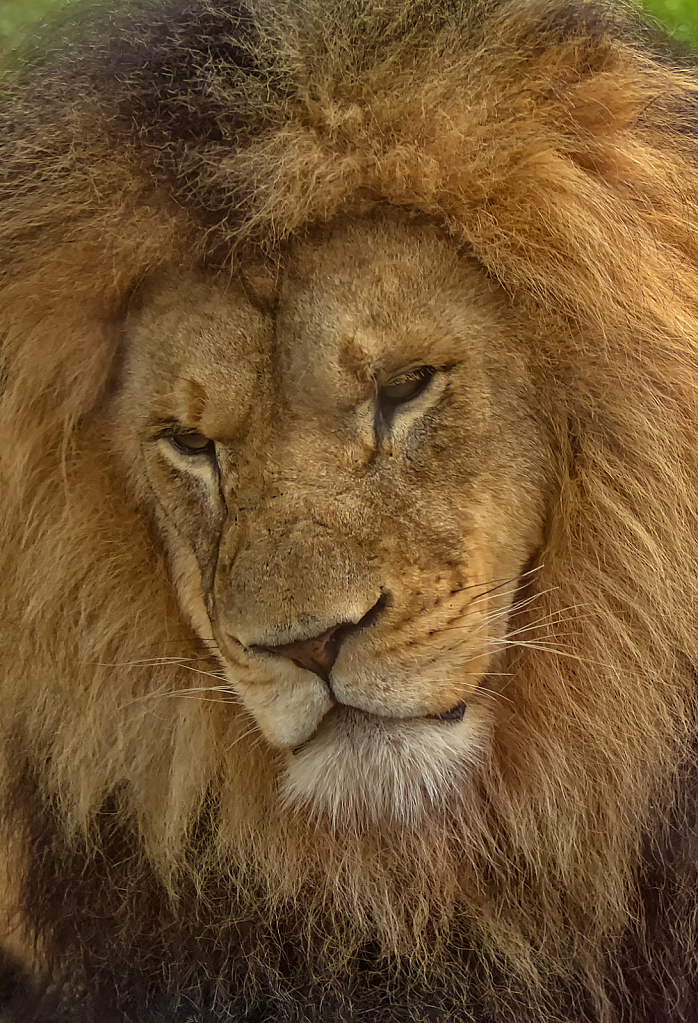 Lion Portrait