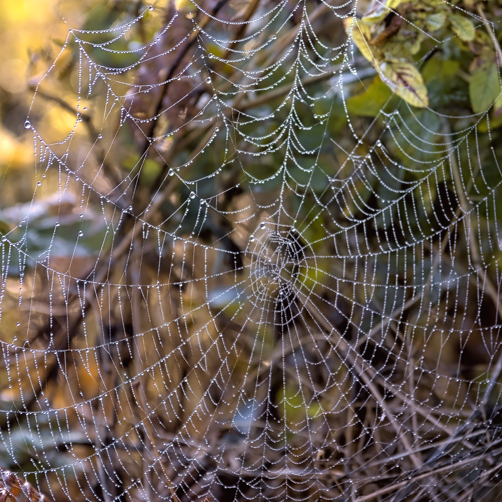 Spider's Masterpiece - ID: 16041807 © Kelley J. Heffelfinger