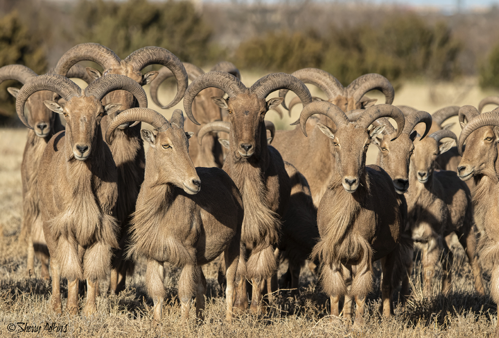 Aoudad gang