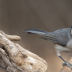 2Black-crested Titmouse - ID: 16041811 © Sherry Karr Adkins