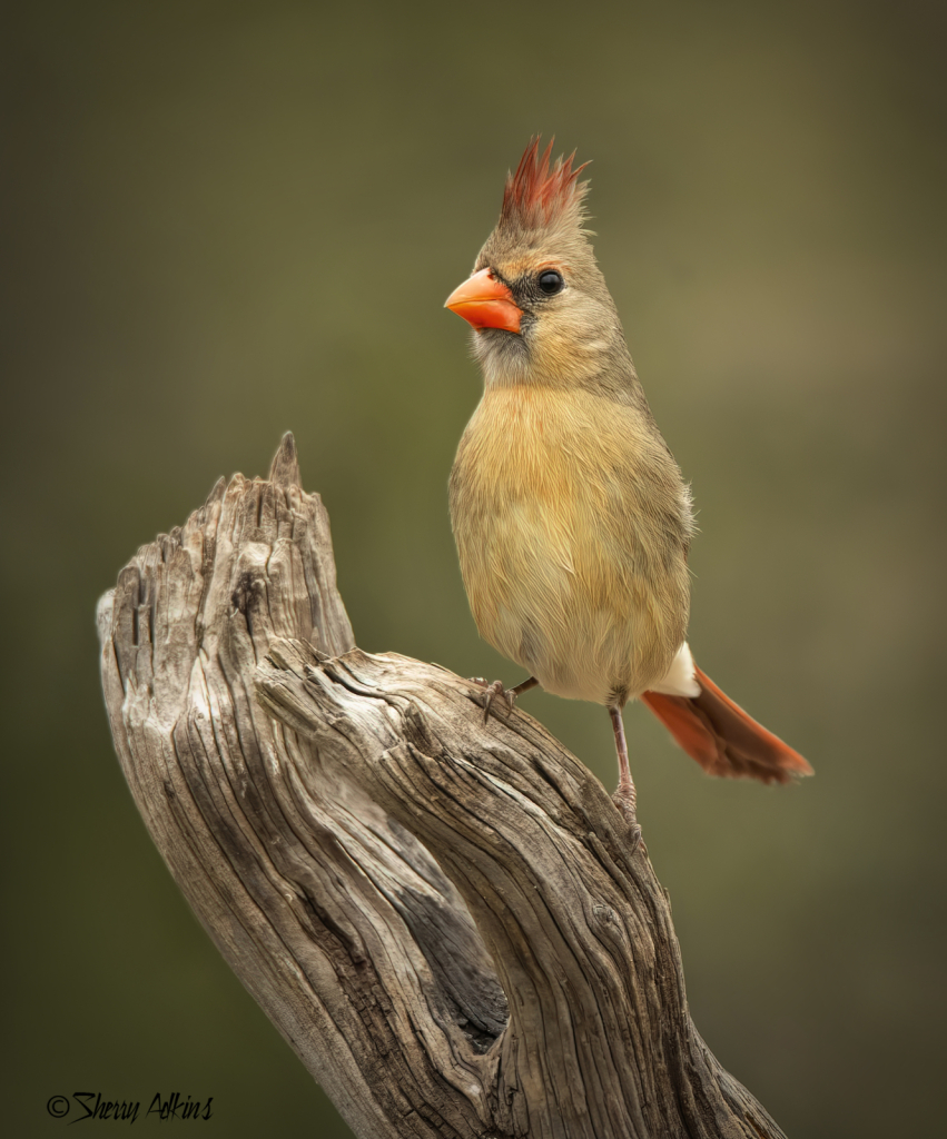 Female Cardinal - ID: 16041812 © Sherry Karr Adkins