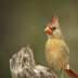 2Female Cardinal - ID: 16041812 © Sherry Karr Adkins