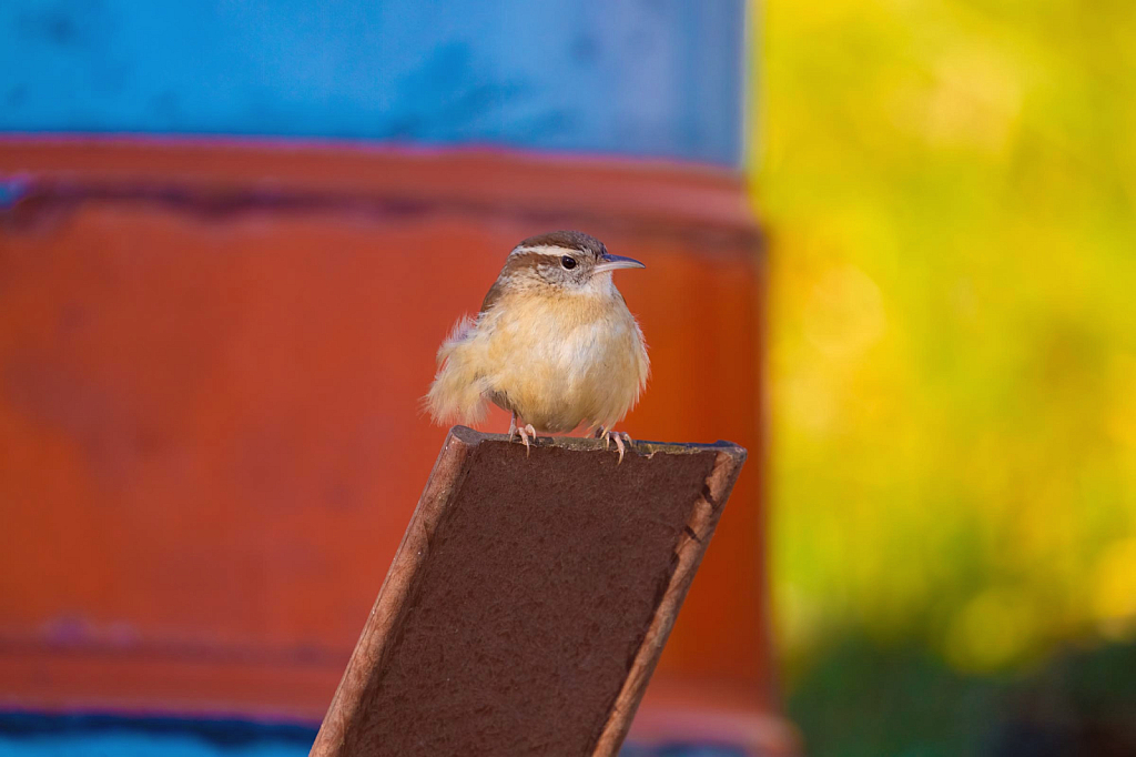 Carolina wren in Red, Blue and Yellow
