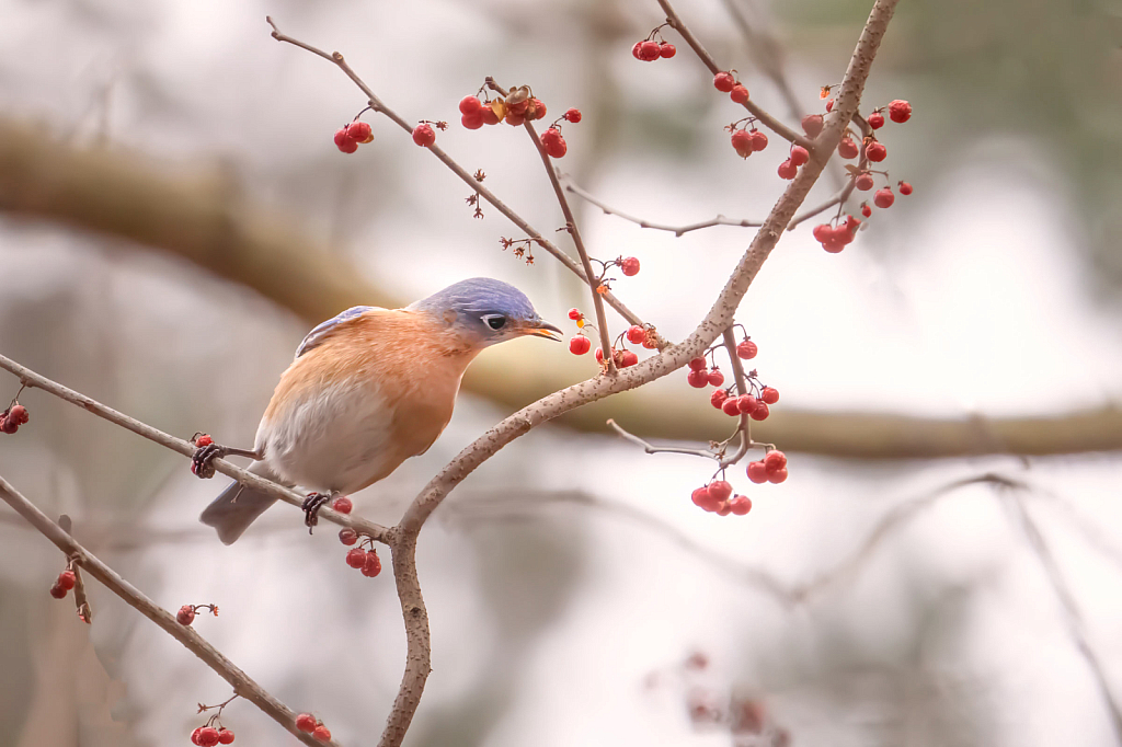 Bluebird about to get the Berry