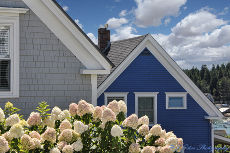 Hydrangeas and Blue House