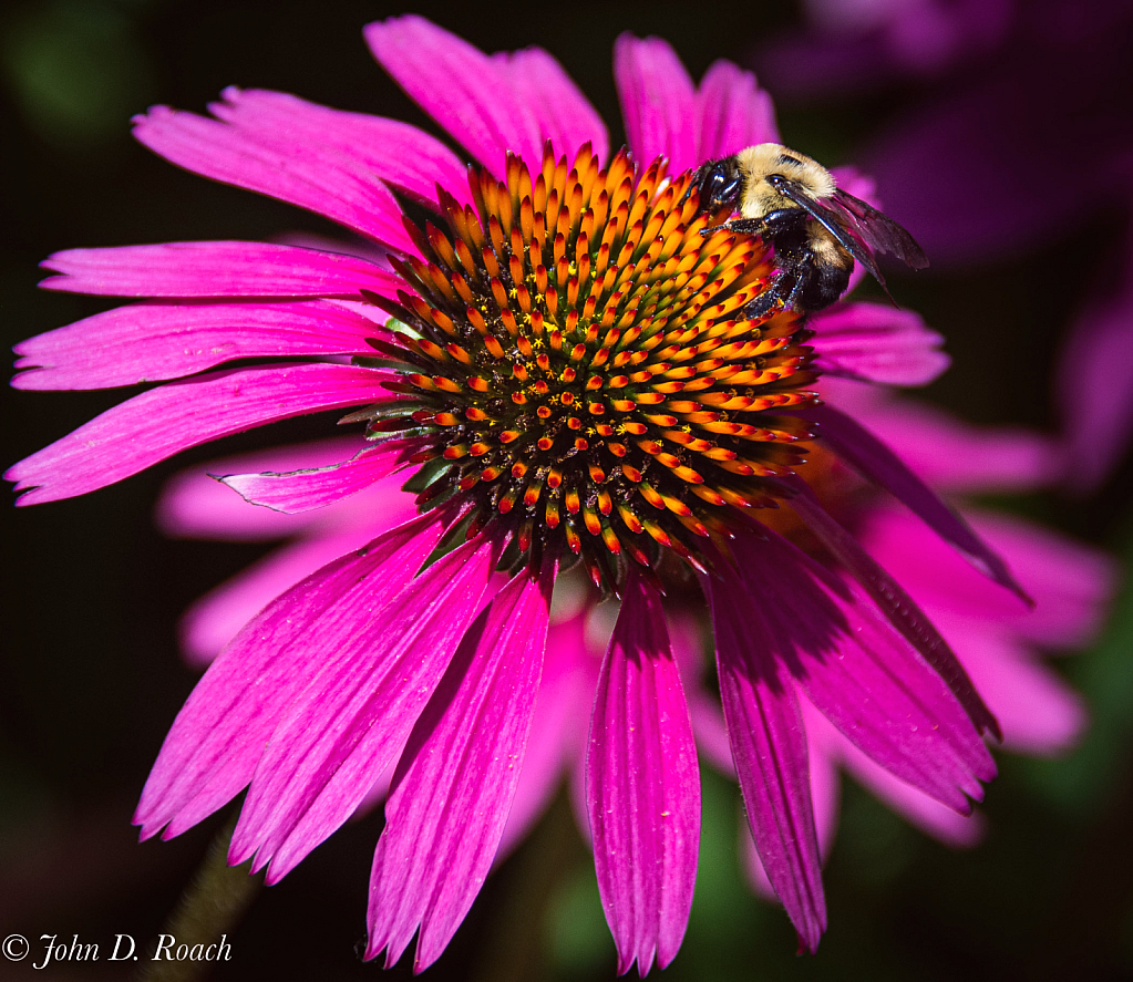 Cone Flower and Bee - ID: 16041833 © John D. Roach