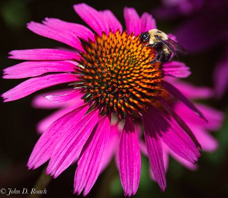 Cone Flower and Bee