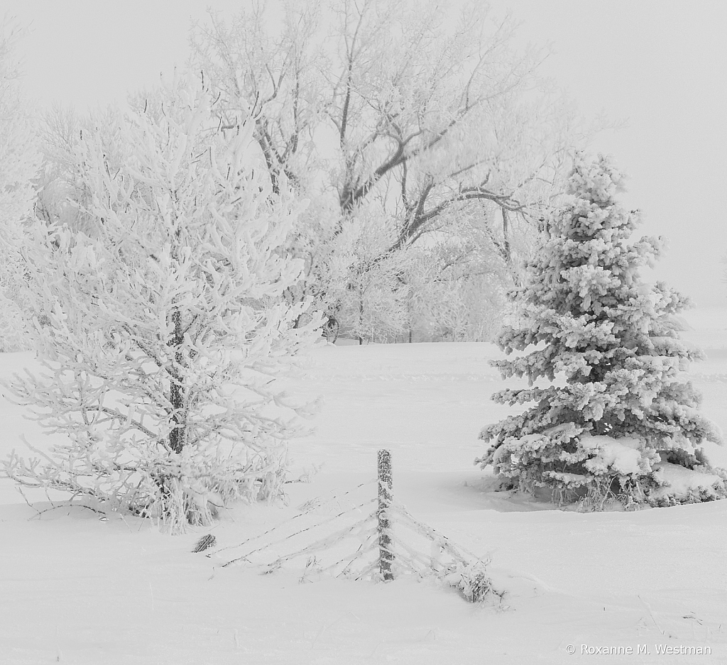 Frosty trio - ID: 16041850 © Roxanne M. Westman