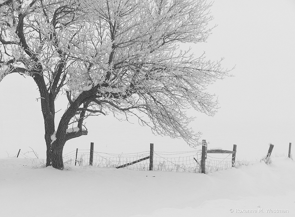 Foggy Art in the North Dakota countryside - ID: 16041852 © Roxanne M. Westman