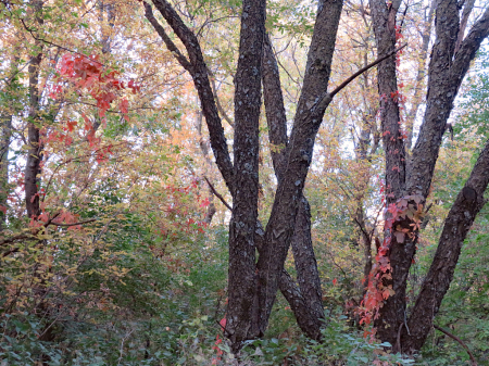 The Woods
