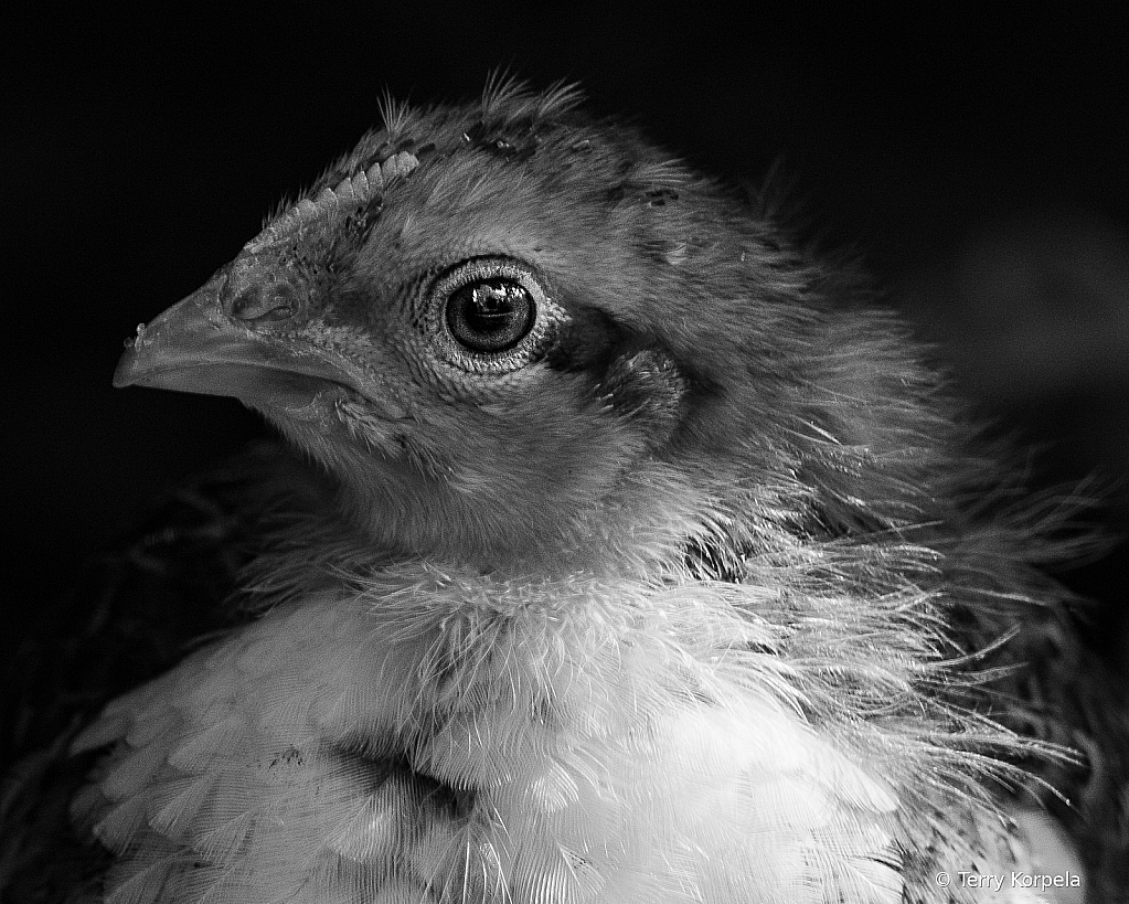 Young Chicken Portrait B&W - ID: 16041889 © Terry Korpela