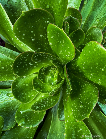 Succulent After Rain