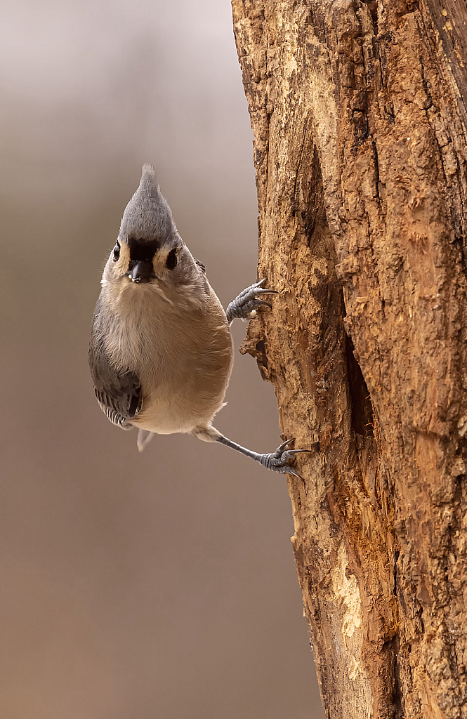 Adorable Bird