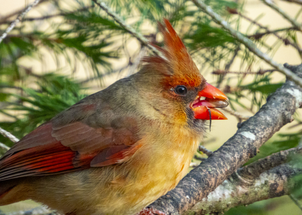 Hungry Cardinal