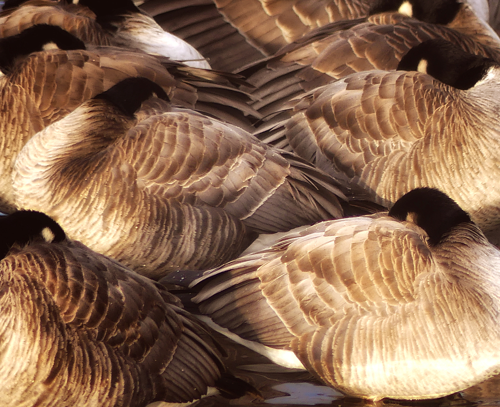 Geese Sharing the Warmth