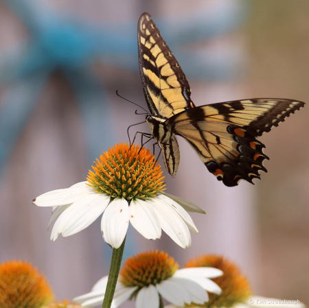 Beauty of a Butterfly