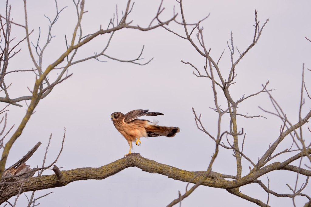 Harrier Hawk Posing with Toes Up