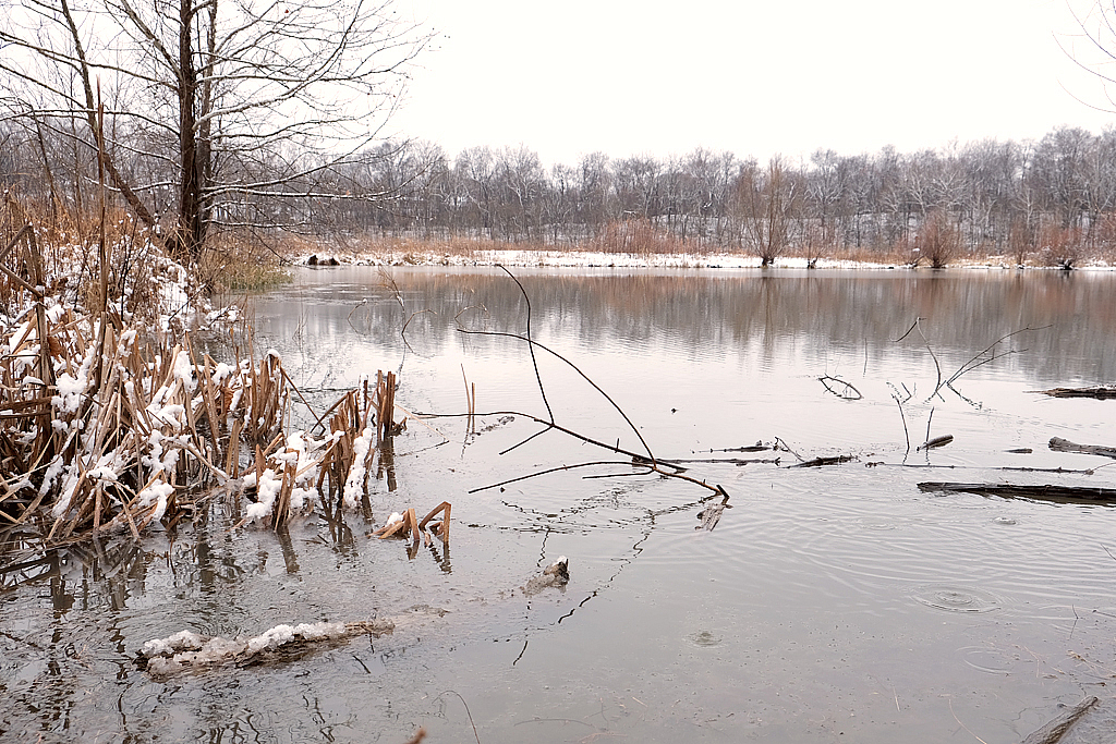 Winter Morning, Watershed Nature Center
