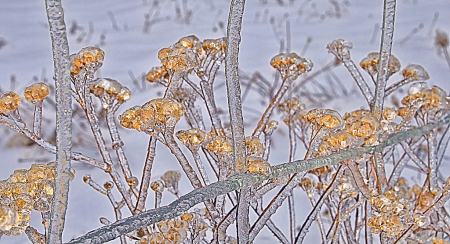 Ice Flowers