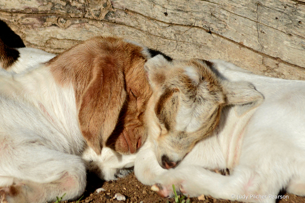 sometimes in a cold world you need to snuggle