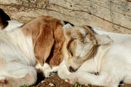 sometimes in a cold world you need to snuggle