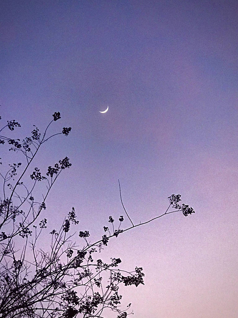 Jan New moon  - ID: 16042224 © Elizabeth A. Marker