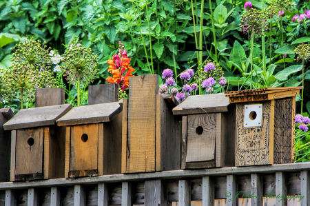 Sheepscott Bird Houses