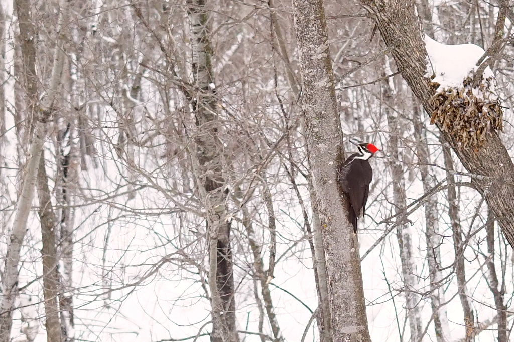 Pileated woodpecker in winter woods