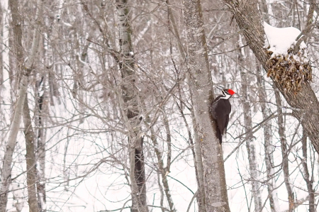 Pileated woodpecker in winter woods