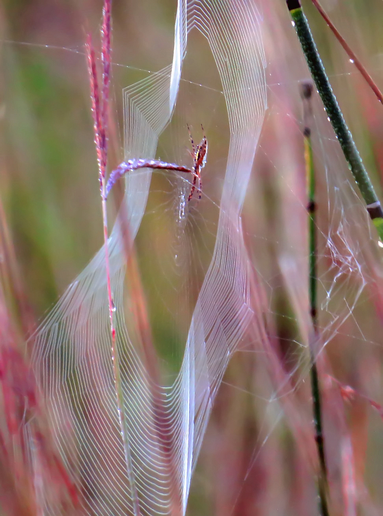 Delicate Web