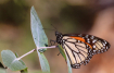 Pismo Butterfly