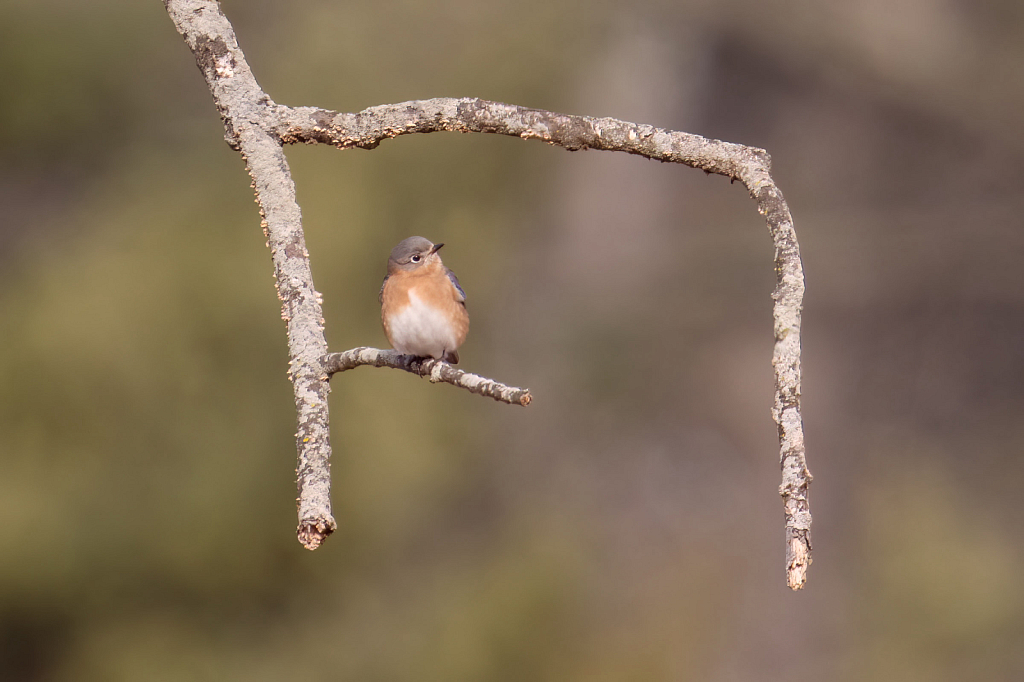 Bluebird on a Branch