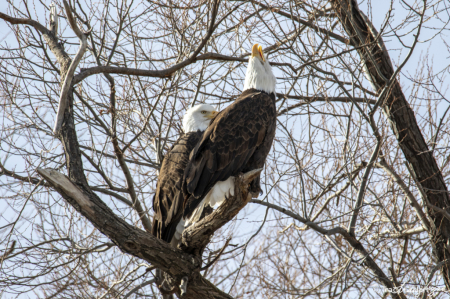 Eagle Pair