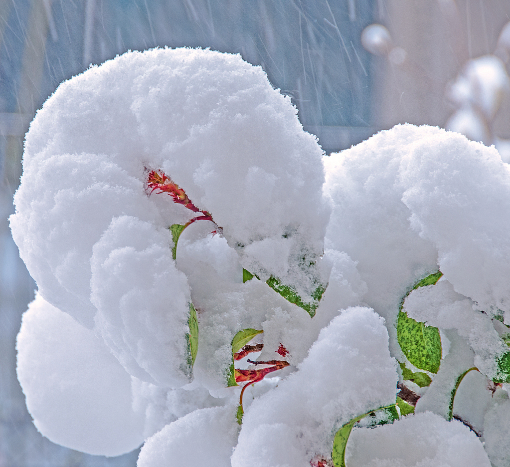 Snowy Embrace.