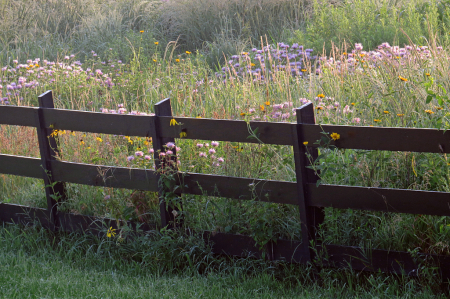 Fence And Flowers