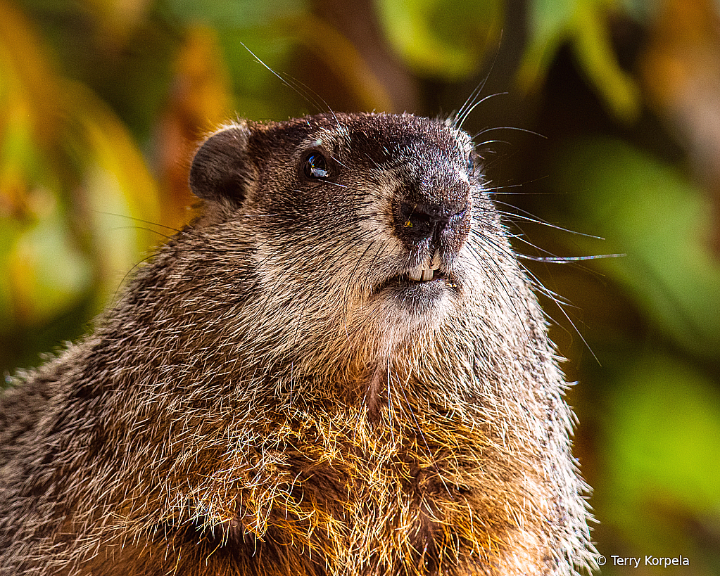 Happy Groundhog Day! - ID: 16042666 © Terry Korpela