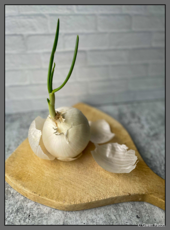 Growing Onion