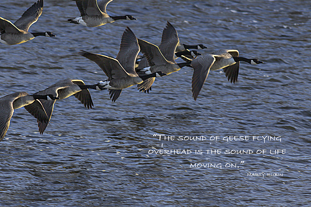 The Sound of Geese!